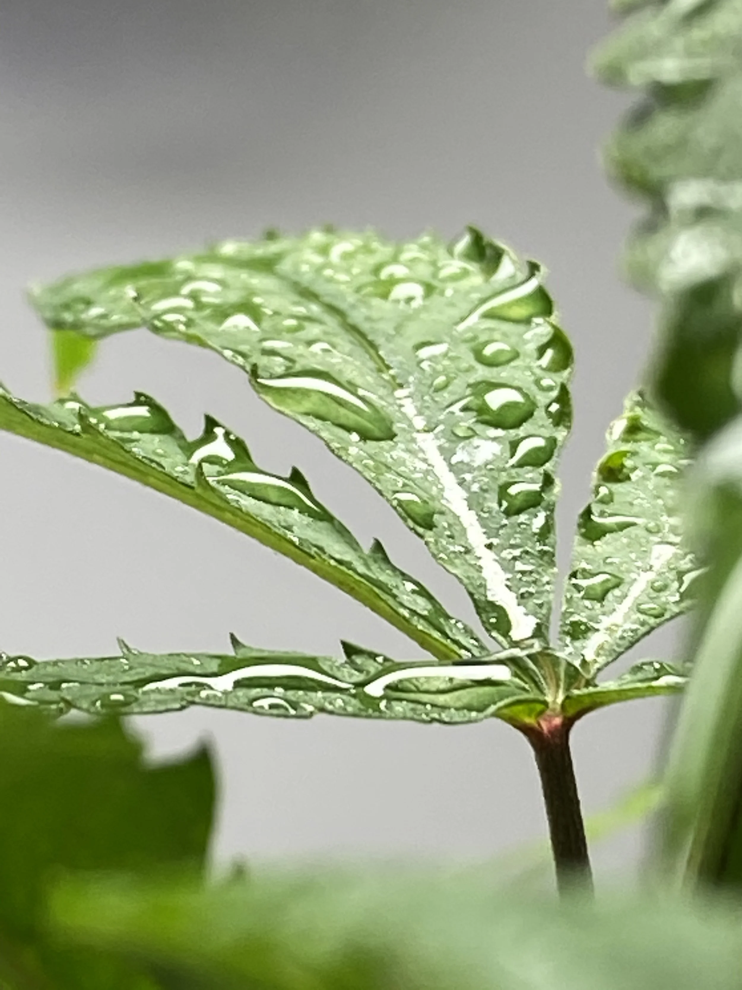 Seven Leaf Genetics